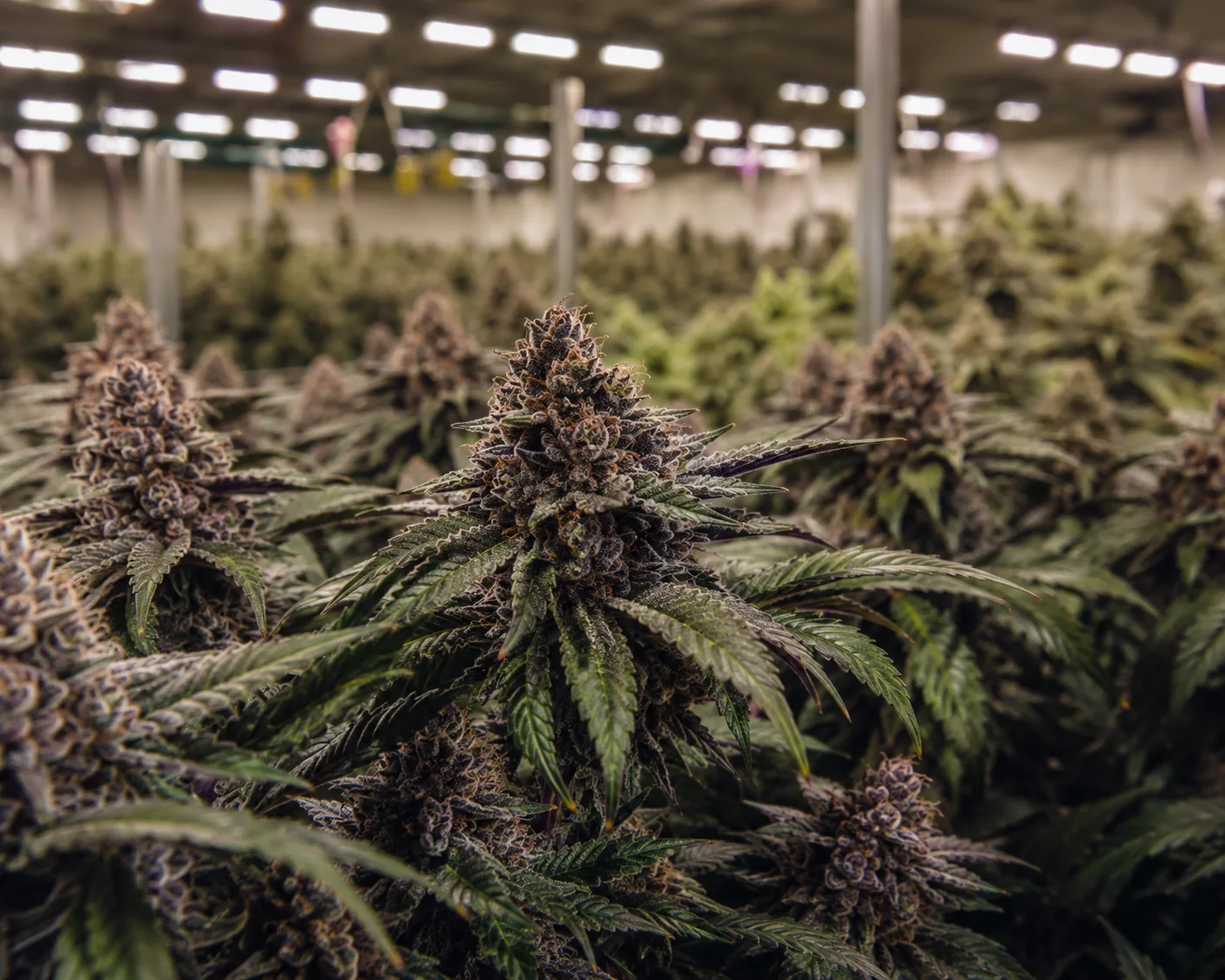 Indoor cannabis cultivation room with rows of flowering plants