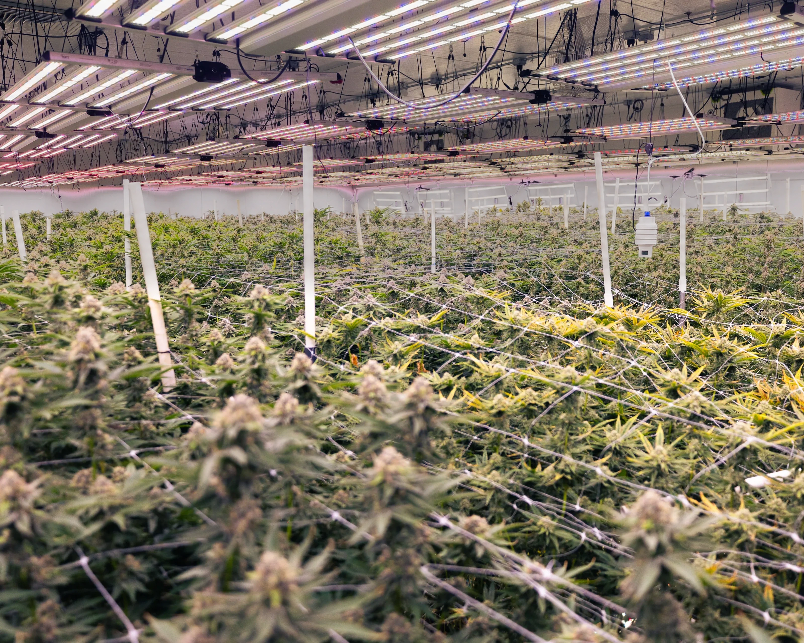 Late-stage indoor cannabis cultivation under mixed-spectrum grow lights