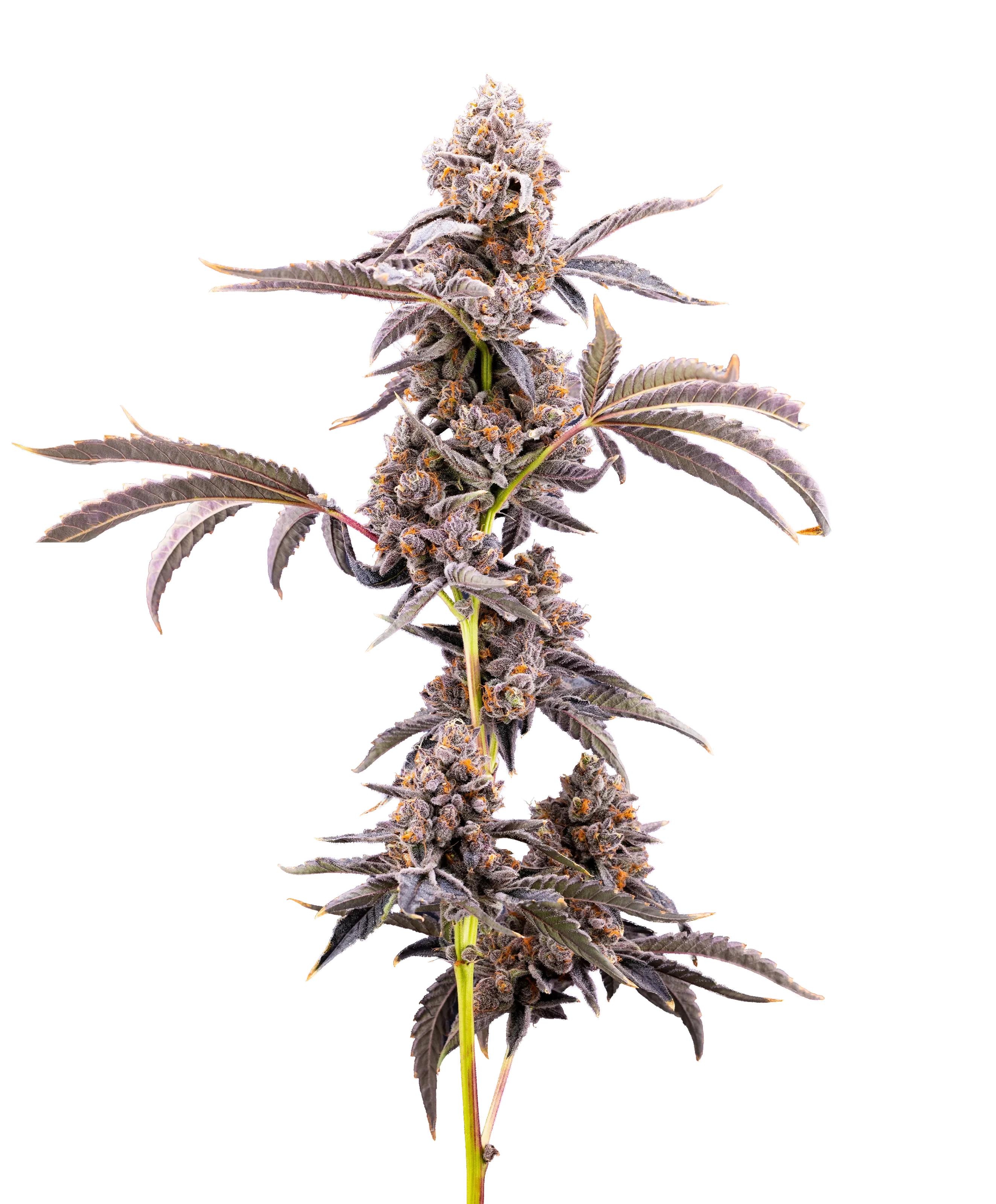 Full Pineapple Beltz cannabis plant
